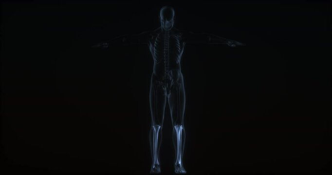 Tibia and fibula in human body. X ray. Loop