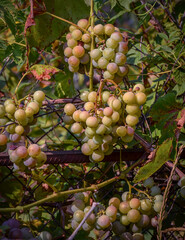 Bunches of grapes at the beginning of ripening in the garden.
