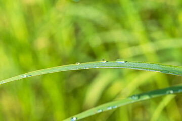 朝露に輝く草のアップ17