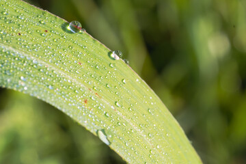 朝露に輝く草のアップ12