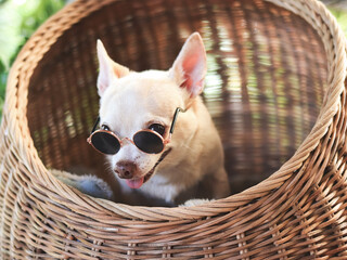 brown short hair chihuahua dog wearing sunglasses sitting in wicker or rattan pet house.
