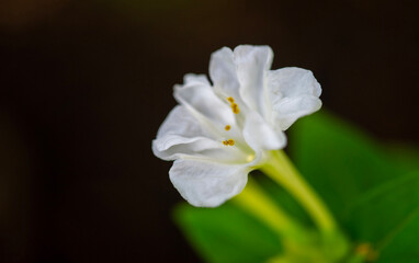 A pristine white bloom displays a gently ruffled trumpet form, with tiny golden anthers suspended...
