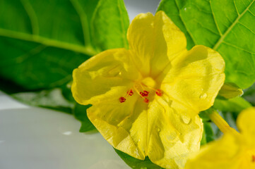 Fototapeta premium Four o'clock Covered in tiny droplets, this bright yellow flower glows with freshness, its red stamens adding a lively contrast against lush green leaves and a crisp white background.