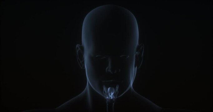Epiglottis in human body. X Ray. Loop