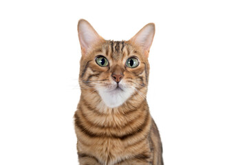 bengal cat portrait isolated on transparent background.