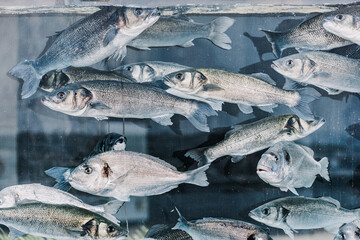 Many fishes swimming in a fish tank of a restaurant or market, ready to be chosen by customers