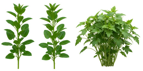 青々ハーブ植物成長過程