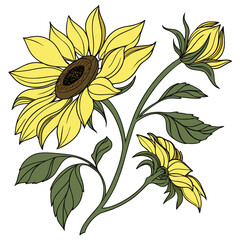 vector illustration of sunflower