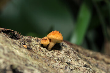 かわいいオレンジ色のチャツムタケ（属）キノコの赤ちゃん幼菌側面写真（自然環境下ストロボマクロ撮影）