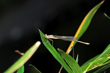羽化直後、まだ乳白色のイトトンボの若虫（自然環境下マクロ撮影）
