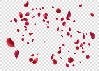 Realistic red rose petals with transparent background. Valentine love, spring and wedding floral cherry blossom background
