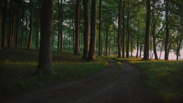 Sun drenched path meandering through tranquil forest in Langeland, Denmark, creating idyllic natural scenery