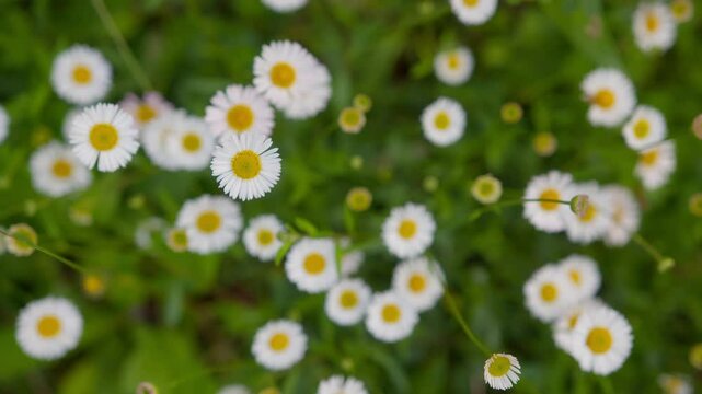 Handheld moving shot weaving through sea of common daisy flowers in vibrant garden at Lake Como, Italy (Lago di Como, Italia)