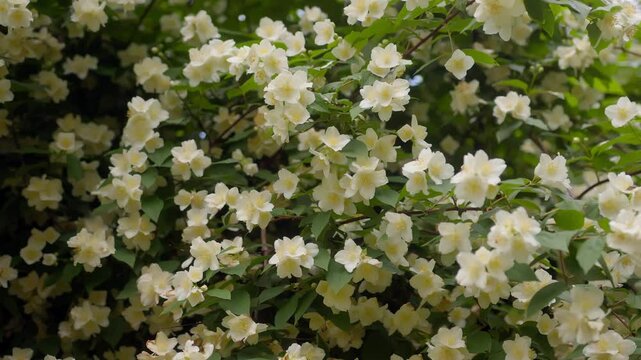 Soft close-up of spring flowers gently fluttering in the breeze at Lake Como, Italy (Lago di Como, Italia)