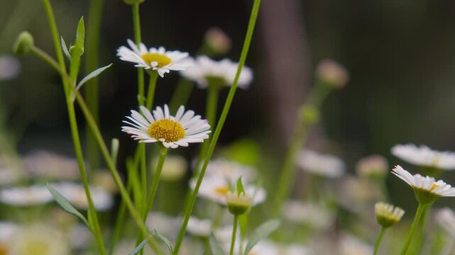 Close-up low angle macro of common daisies stretching tall in a sunlit garden at Lake Como, Italy (Lago di Como, Italia)