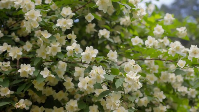 Close-up of spring flowers gently swaying in the breeze at Lake Como, Italy (Lago di Como, Italia), serene nature