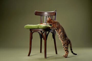 A Bengal cat stretches its front paws onto a wooden chair, sniffing the cushion. The green...