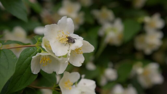Close-up macro of bug resting on a spring flower at Lake Como, Italy (Lago di Como, Italia), detailed nature shot