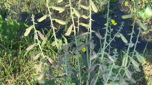 Closeup of Rattlebox Plants with Seed Pods Near Water