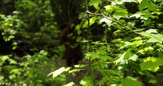 Bigfoot sasquatch grassman, cryptid wanders the woods
