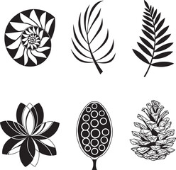 Elegant Nautilus Shell Illustration Black and White Outline Vector Design for Natural History and Botanical Projects on Black