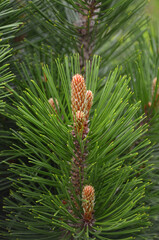Mugo pine dwarf evergreen tree branch tips with new cones in springtime. Closeup photo...