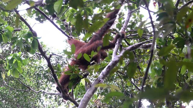 Wild orangutan uses prehensile feet and hands to move through the jungle trees of Borneo.