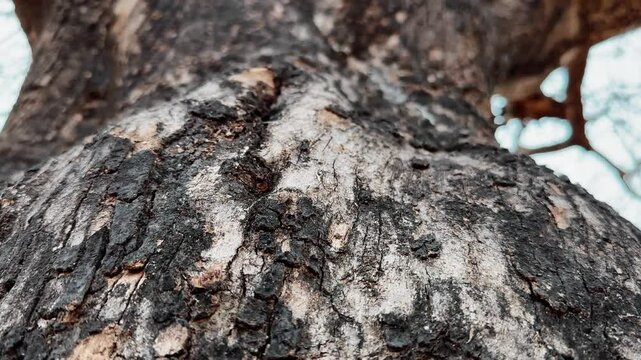 Tracking shot of a trees trunk showing the detail texture of the bark of the tree