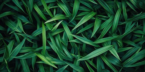Fototapeta premium Vibrant Green Leaves: A close-up shot showcasing an intricate arrangement of fresh, verdant leaves. The play of light and shadow creates an abstract texture.