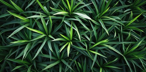 Fototapeta premium Emerald Green Canopy: An overhead shot showcases an exuberant collection of vibrant emerald green plants with spiky leaves, forming an intricate tapestry of natural beauty.