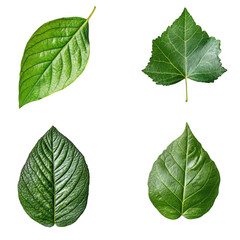 Four green leaves assorted isolated on transparent background
