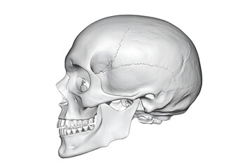 Human skull anatomy in white on a transparent background, side view
