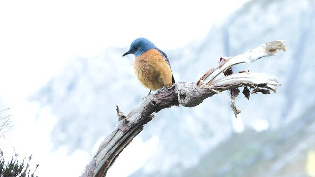 Monticola saxatilis, redstart codirossone	