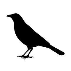 Obraz premium crow on white background