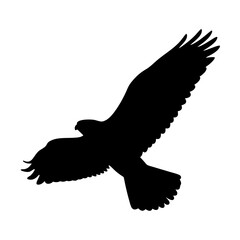  Silhouette of falcon-in-flight