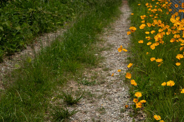 林道に咲くキバナコスモス