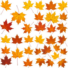 燃える紅葉 舞い散る秋葉