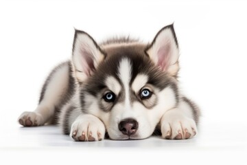 Puppy dog mammal animal.