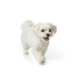 Obraz premium border collie puppy