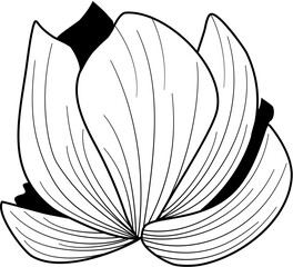 flower petals line art
