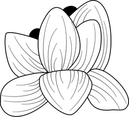 flower petals line art