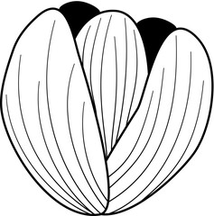 flower petals line art