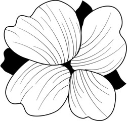 flower petals line art
