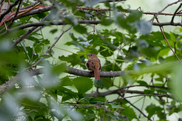 Spotted Flycatcher Perched on a Branch