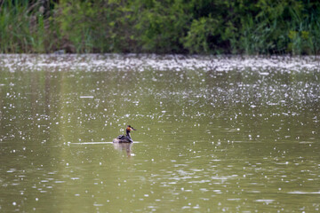 (Podiceps cristatus), floating on water on a spring day
