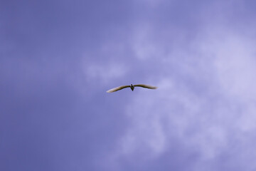 a great white egret in flight in the cloudy sky