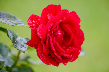 Macro photography of a blooming rose with dewdrops in a serene garden