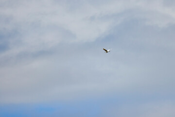a great white egret in flight in the cloudy sky