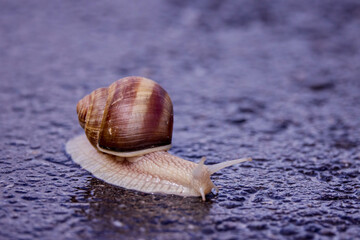 Snail slowly traverses the damp asphalt under a gentle rain, illustrating nature's quiet resilience on a rainy day