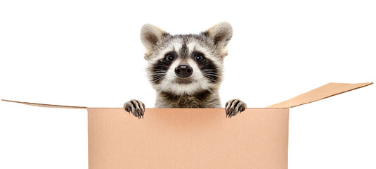 Funny raccoon peeking out of the cardboard box isolated on white background